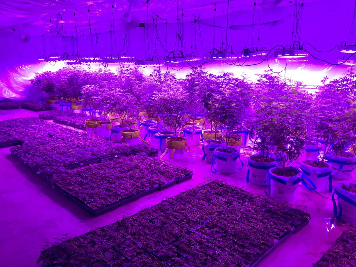 In this Monday, July 8, 2019 photo provided by Troy Young, hemp plants grow under the harsh, purple glow of LED lights at an indoor facility in North Salt Lake. Photo: Troy Young via AP