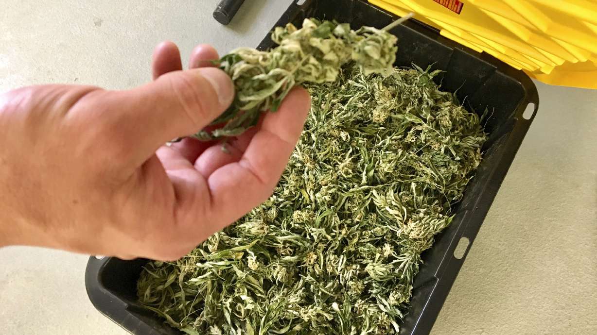 Utah farmers and entrepreneurs compete to grow medical pot