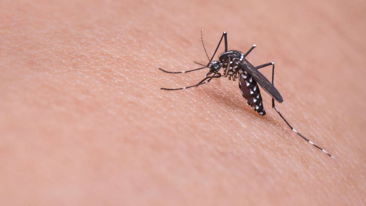 Moab 1st Utah city to report West Nile virus in mosquitoes this year