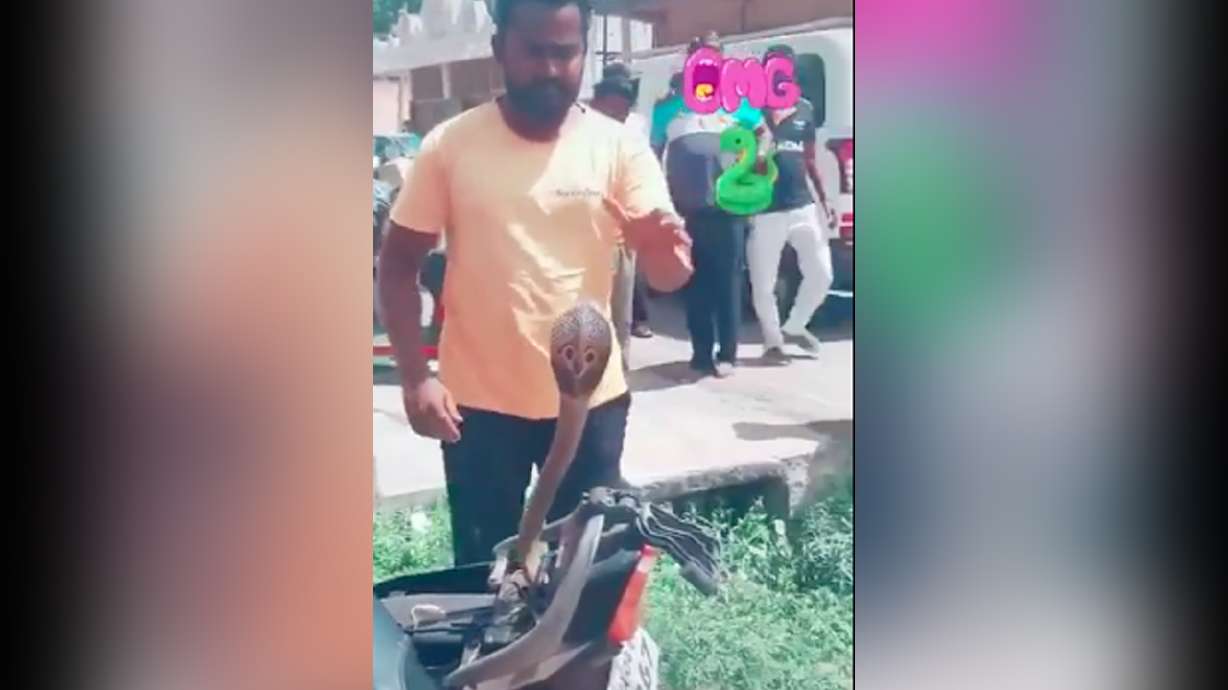 Have You Seen This? Guy pulls cobra from his motorcycle