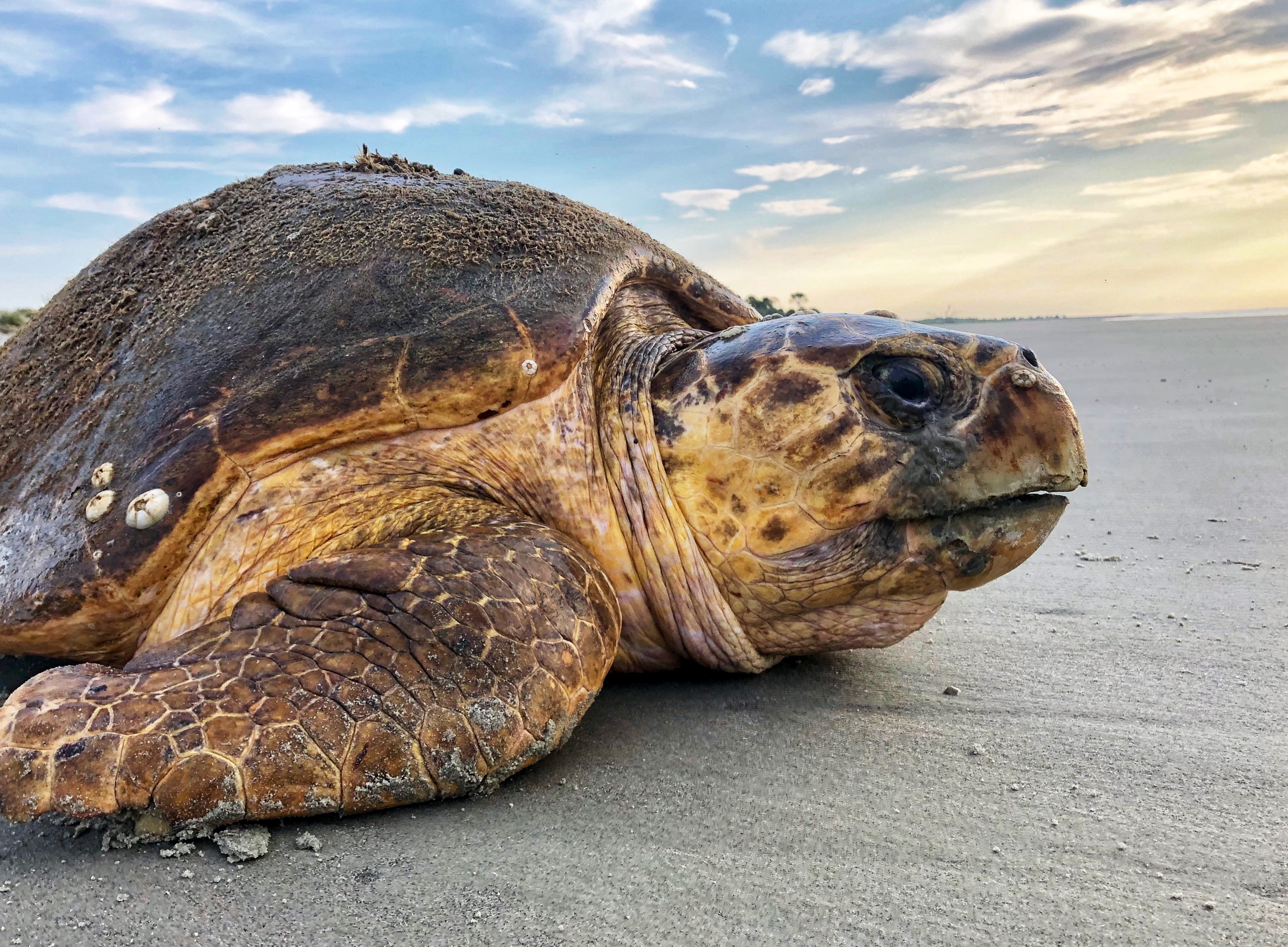 Rare sea turtles smash nesting records in Georgia, Carolinas