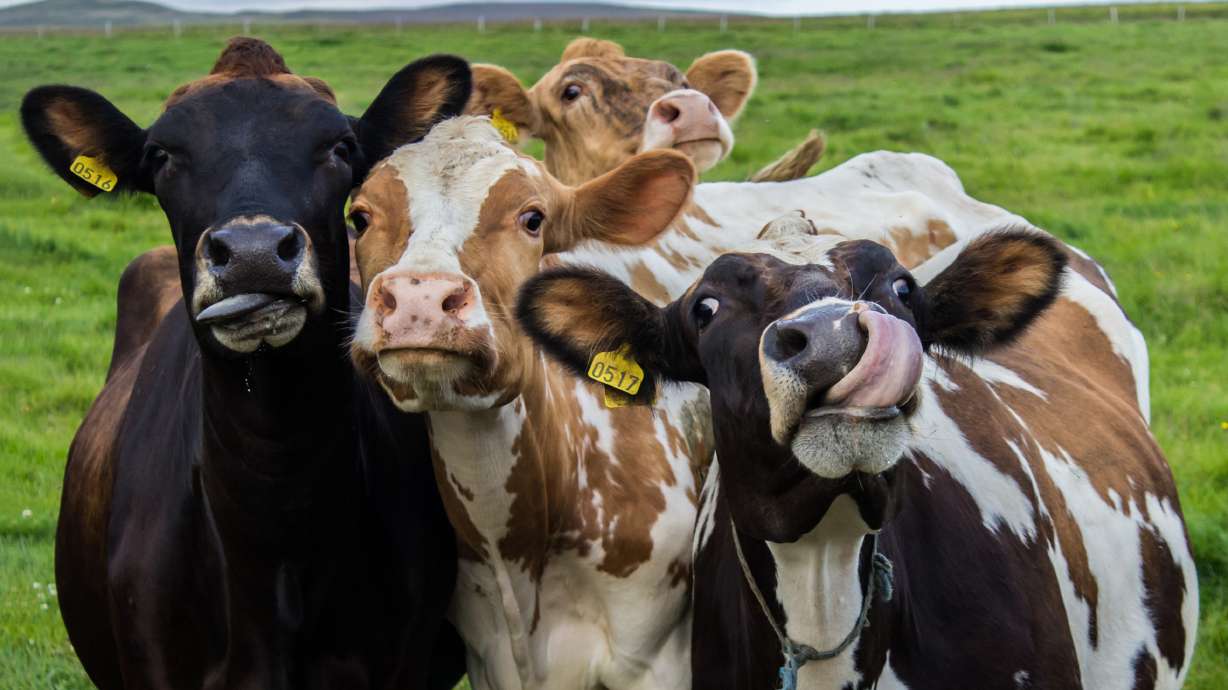 Have You Seen This? The happiest cows in the whole world