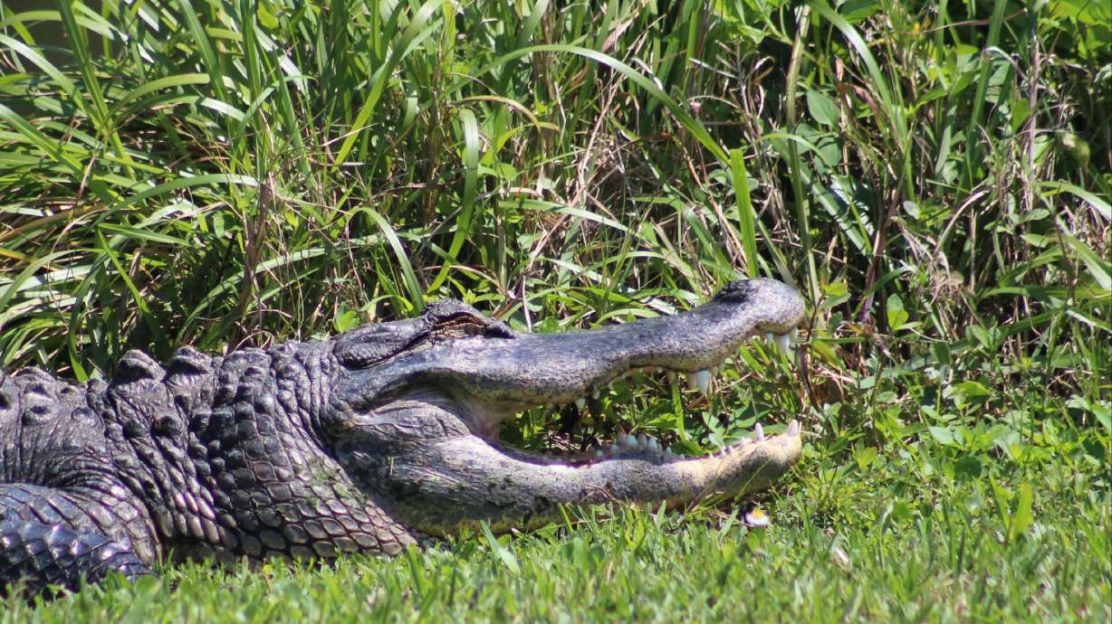 75-year-old Florida man kicks alligator, saves dog