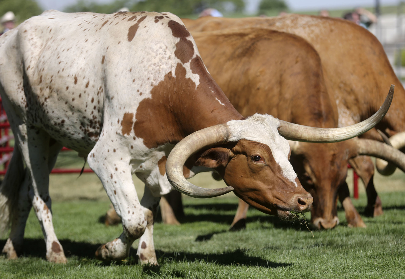 Longhorn cattle graze on the front lawn of the Capitol after a press conference to kick off Utah's rodeo week in Salt Lake City on Tuesday, July 16, 2019. (Photo: Kristin Murphy, KSL)