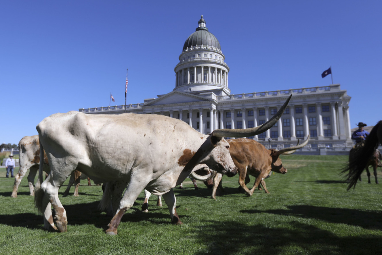 Longhorn cattle cross the front lawn of the Capitol in Salt Lake City to kick off Utah's rodeo week on Tuesday, July 16, 2019. (Photo: Kristin Murphy, KSL)
