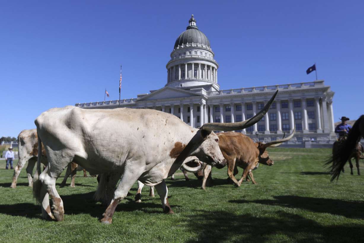 Longhorn cattle cross the front lawn of the Capitol in Salt Lake City to kick off Utah's rodeo week on Tuesday, July 16, 2019. (Photo: Kristin Murphy, KSL)