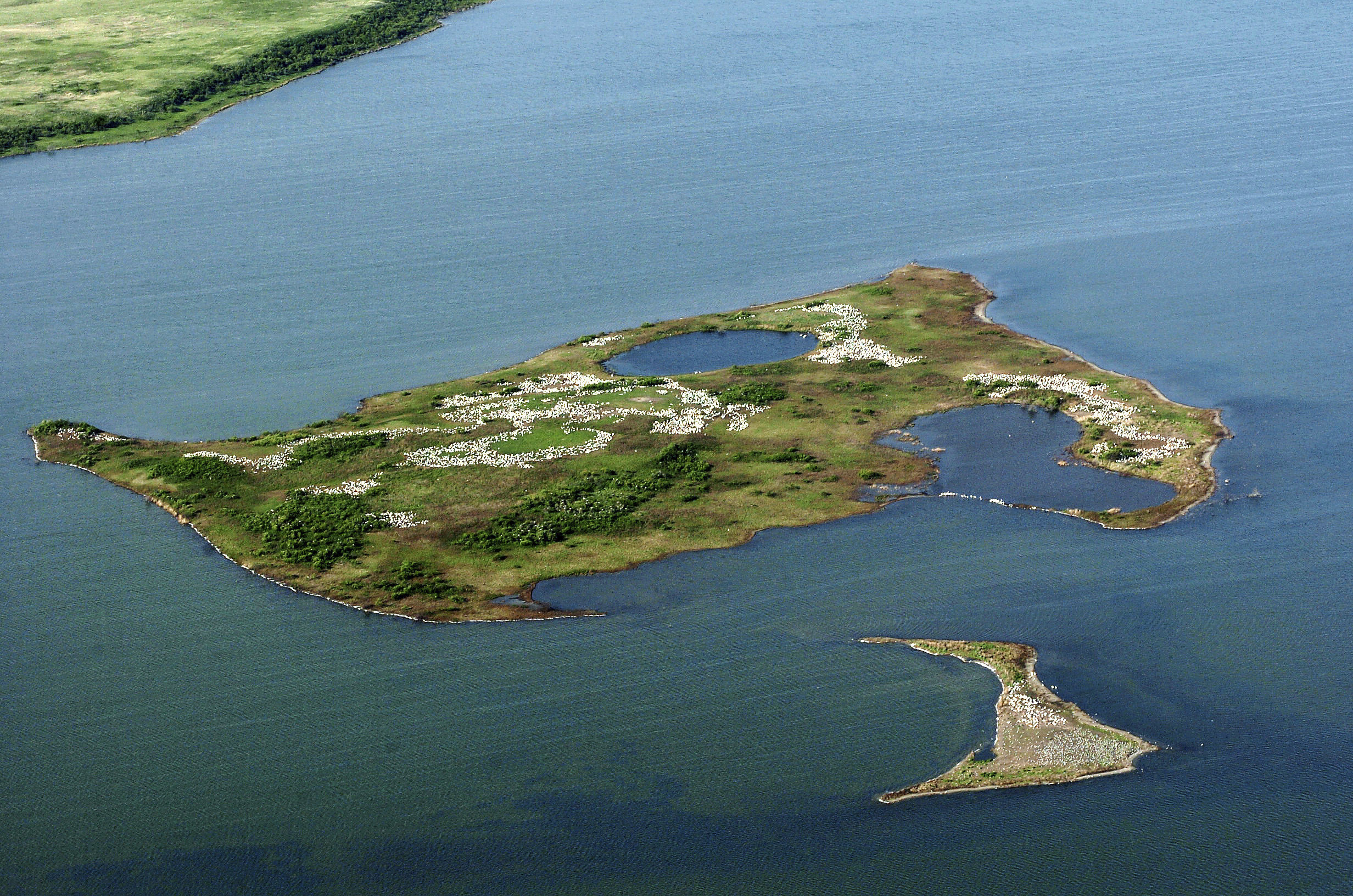 Aerial photo not clear picture of North Dakota pelican count