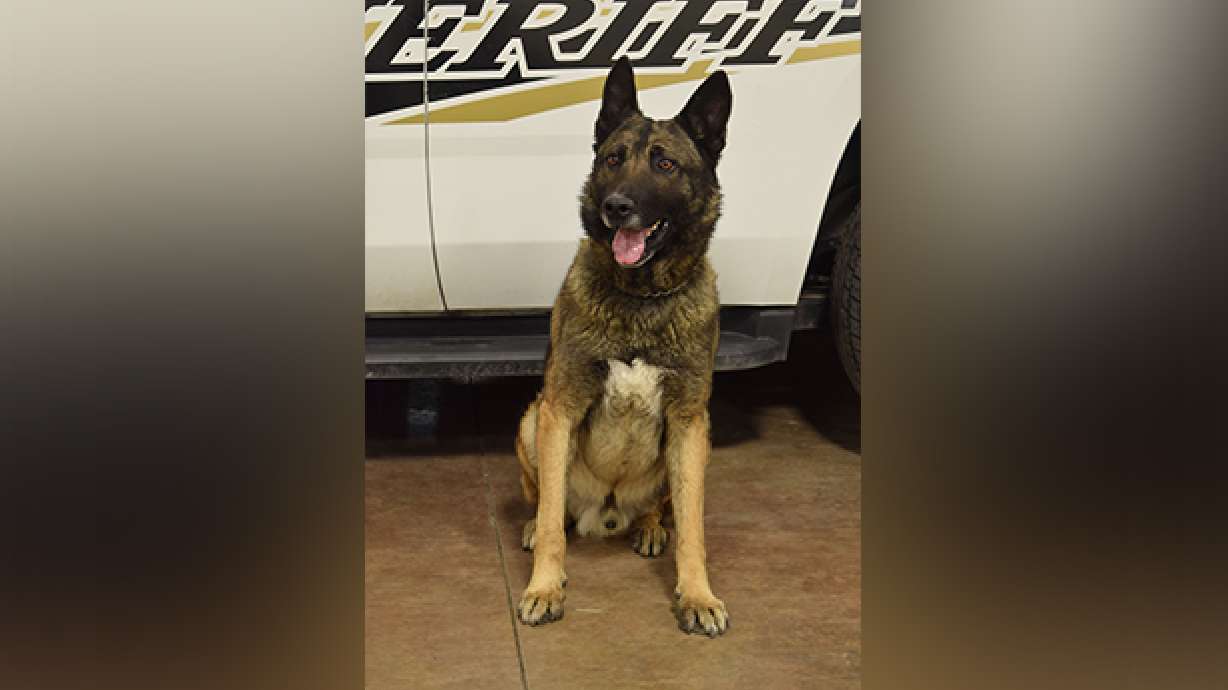 Utah County Sheriff’s Office mourns loss of K-9