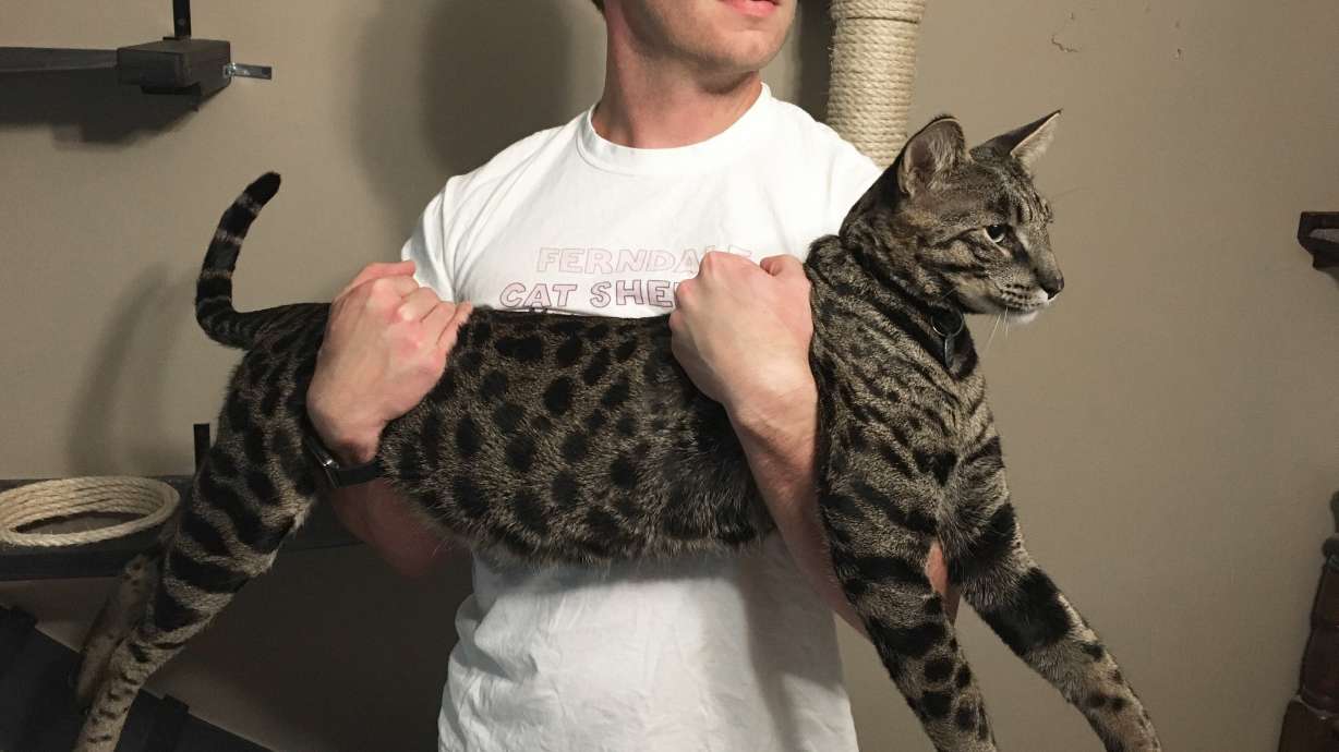 Owners of record-setting cats killed in fire sue chair-maker