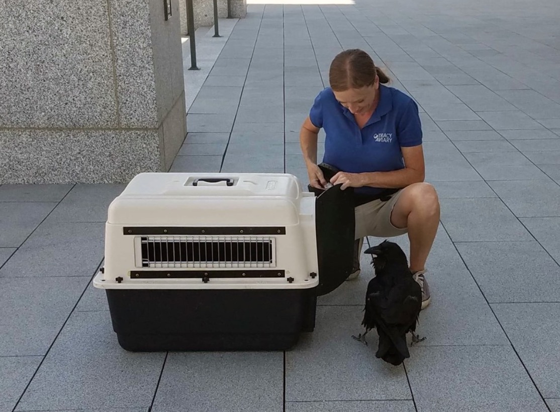 Missing raven reunited with handlers after spending weeks at Utah Capitol