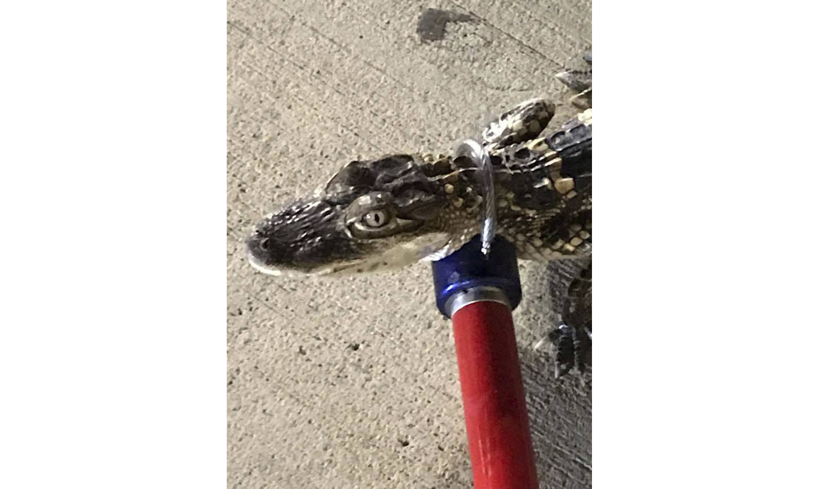 Pittsburgh marks its 4th alligator sighting since May