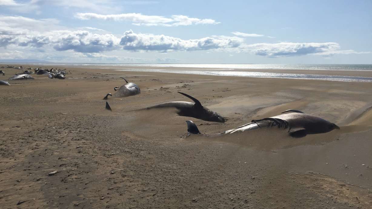 Pilot whales strand on Iceland beach in group of 50 or more