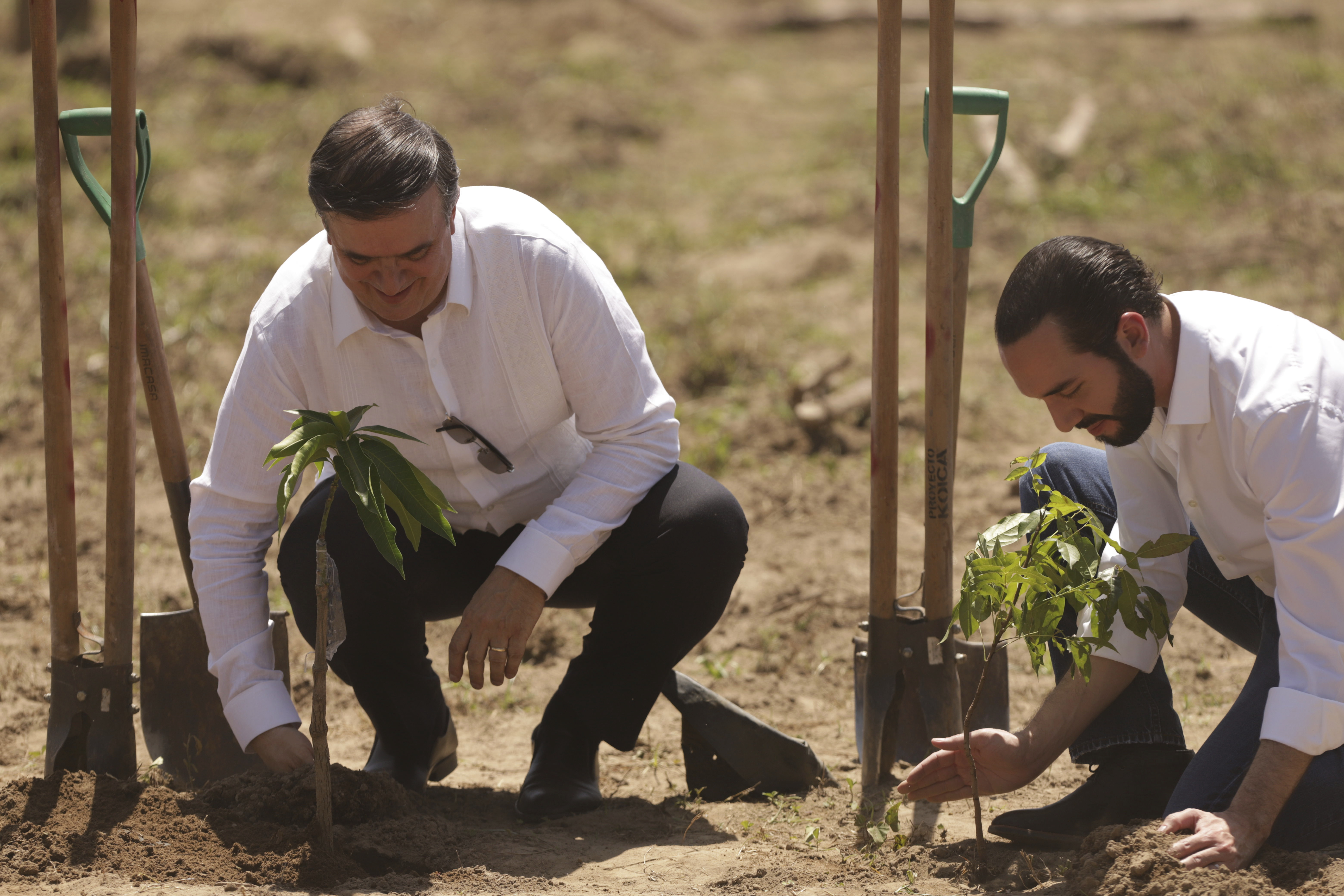 Mexico tree plan in El Salvador aims to stem migration