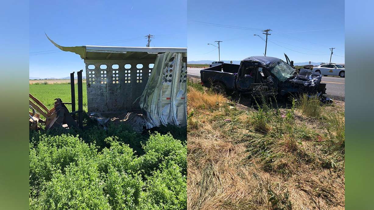 Man, 2 horses dead after pickup truck crashes into horse trailer