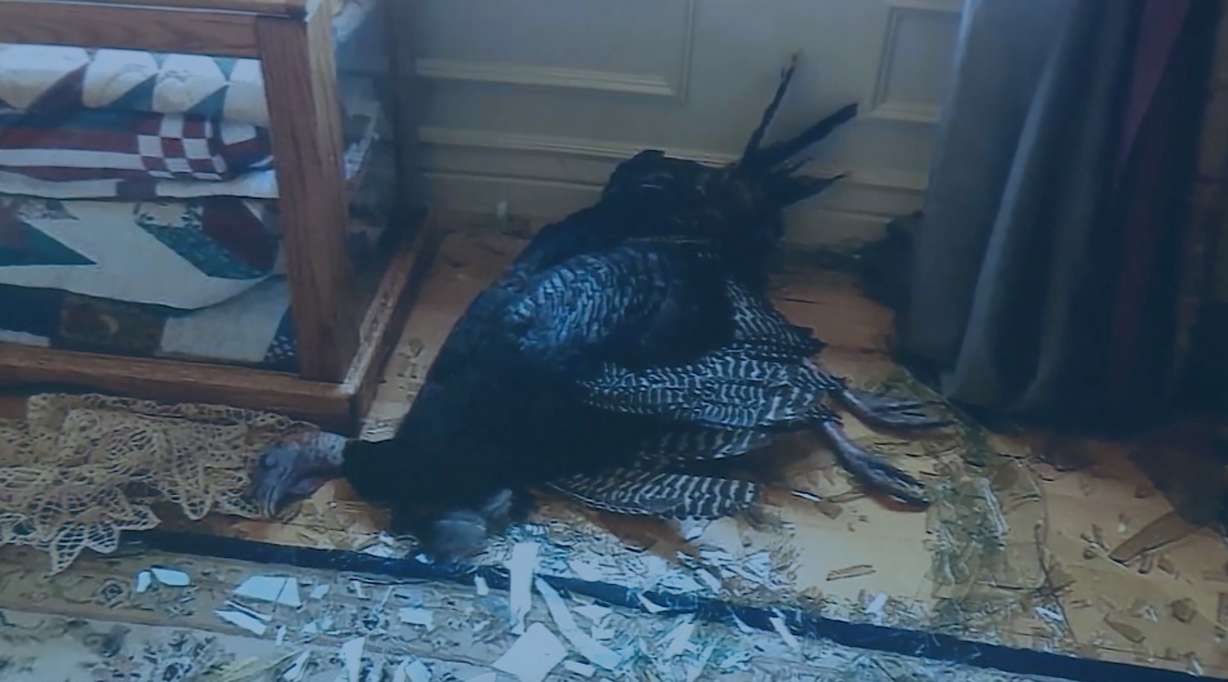 Police found a turkey had smashed through a window when they responded to a burglary call at a home in Alpine Saturday, July 20, 2019. (Photo: KSL TV)