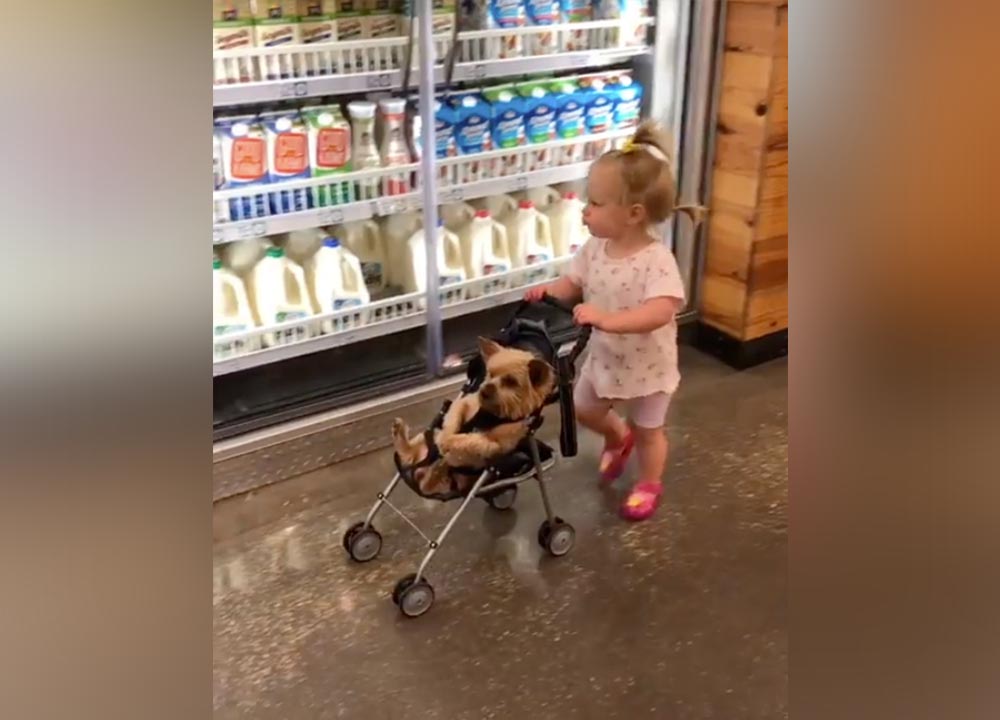 Have You Seen This? Toddler walks through supermarket aisle with dog in stroller