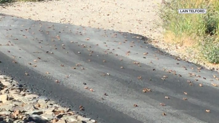 A swarm of Mormon Crickets in Dayton, Idaho. Photo: Lain Telford