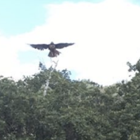 Hawk that attacked man on Herriman Trail likely trying to protect chicks, expert says