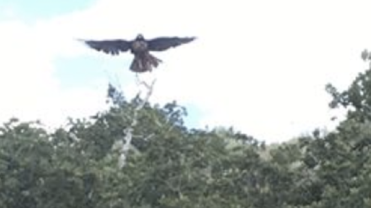 Hawk that attacked man on Herriman Trail likely trying to protect chicks, expert says