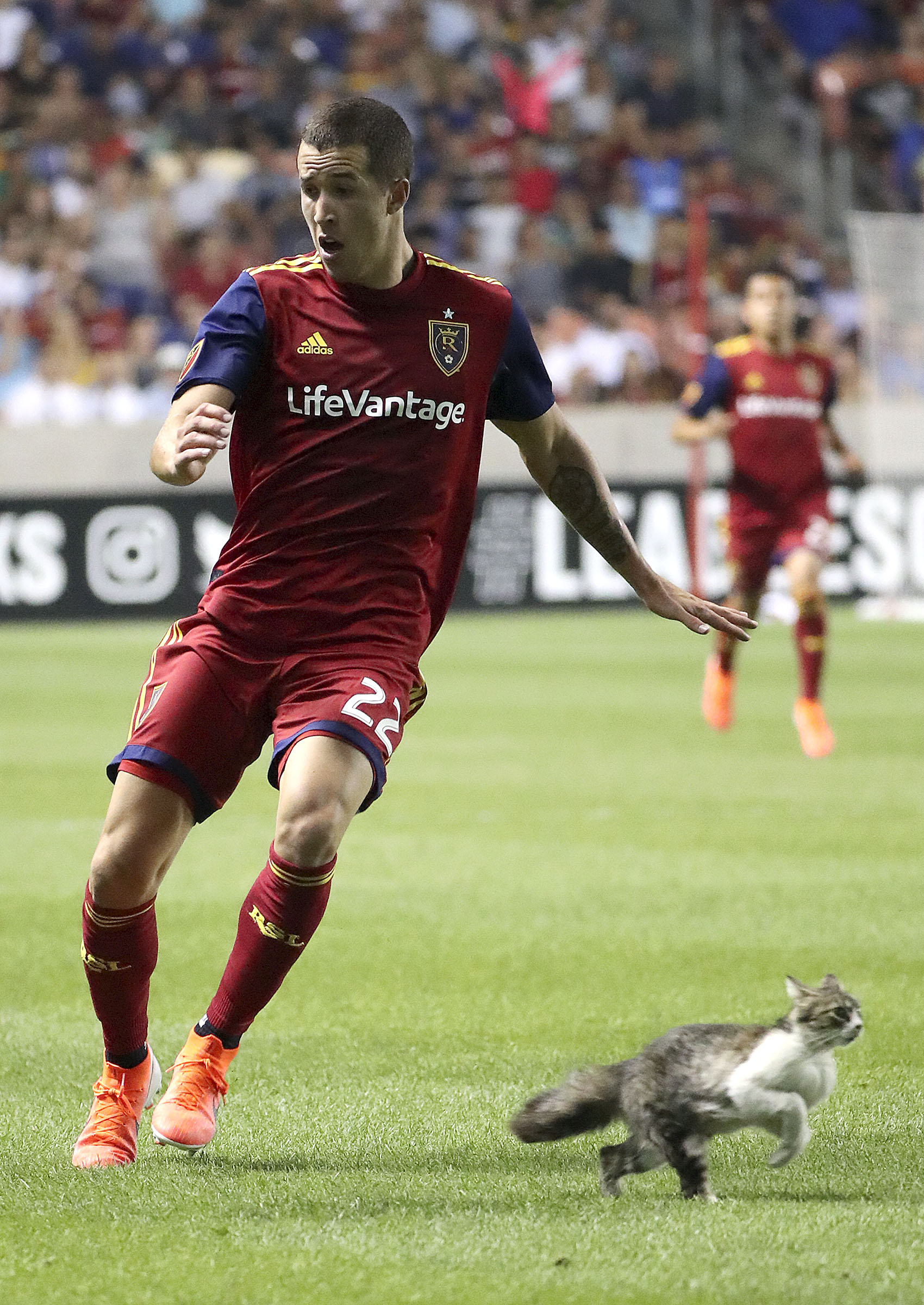 A cat runs past Real Salt Lake defender Aaron Herrera (22) during the last minutes of a Leagues Cup soccer match against the UANL Tigres at Rio Tinto Stadium in Sandy on Wednesday, July 24, 2019. Real Salt Lake lost 0-1. (Photo: Kristin Murphy, KSL)