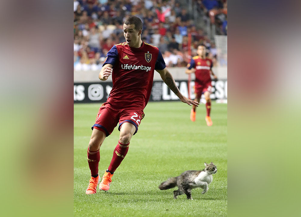 3 things you may have missed: The cat is the star in RSL's bout with Mexico's Tigres