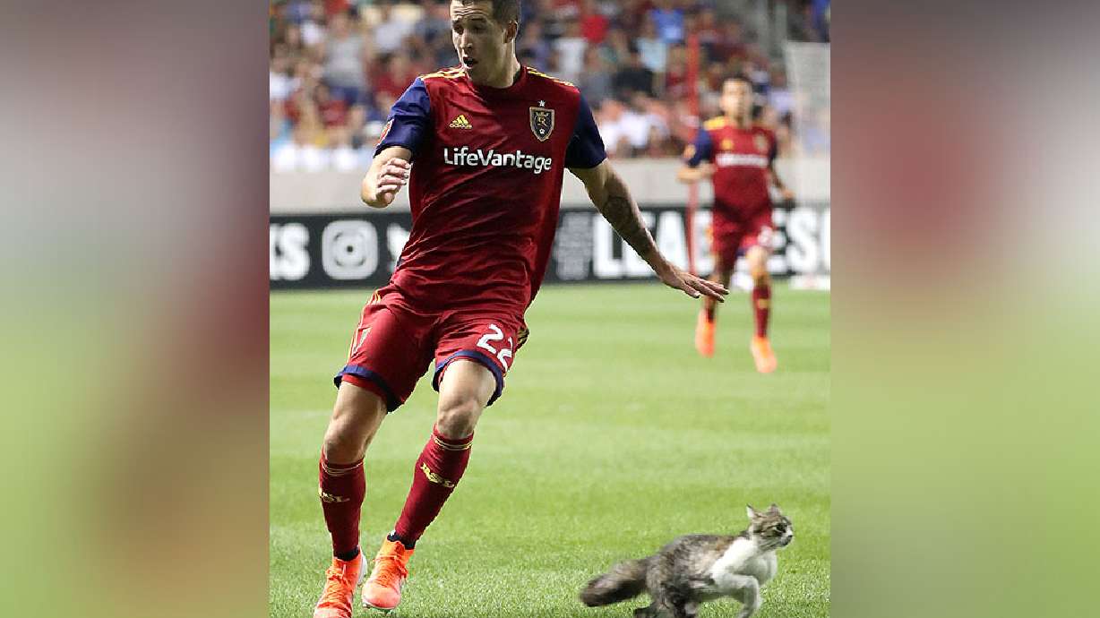 3 things you may have missed: The cat is the star in RSL's bout with Mexico's Tigres
