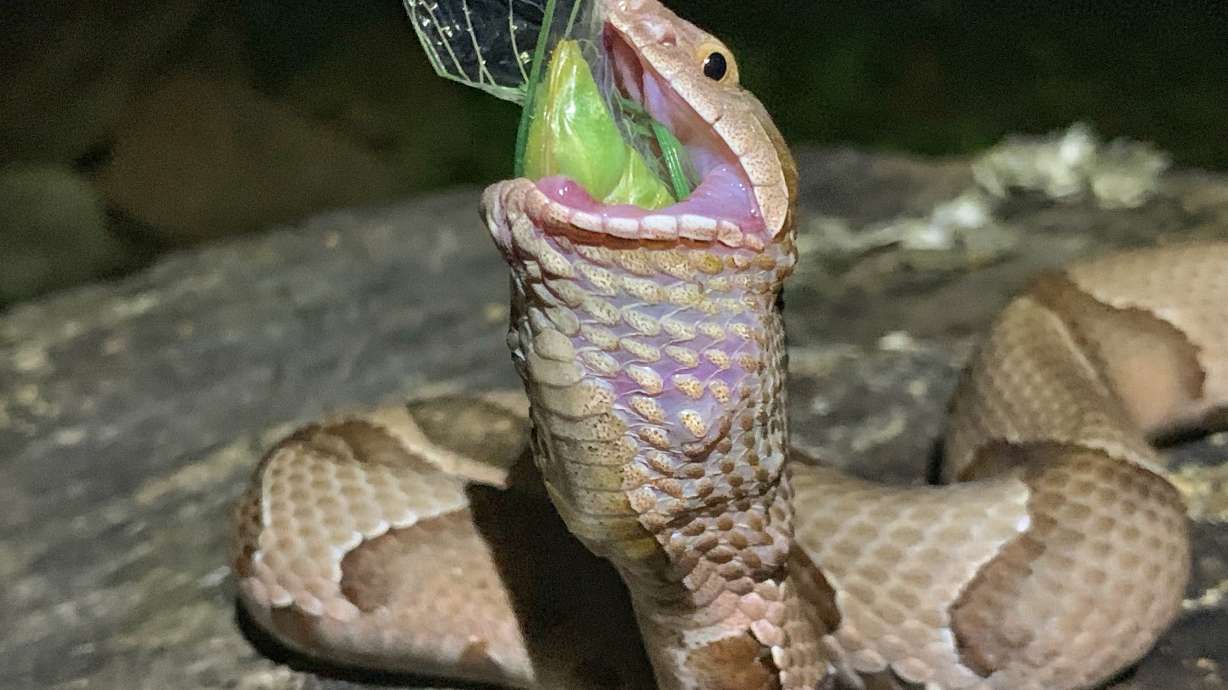 Gulp! Arkansas photographer snaps images of snake eating bug