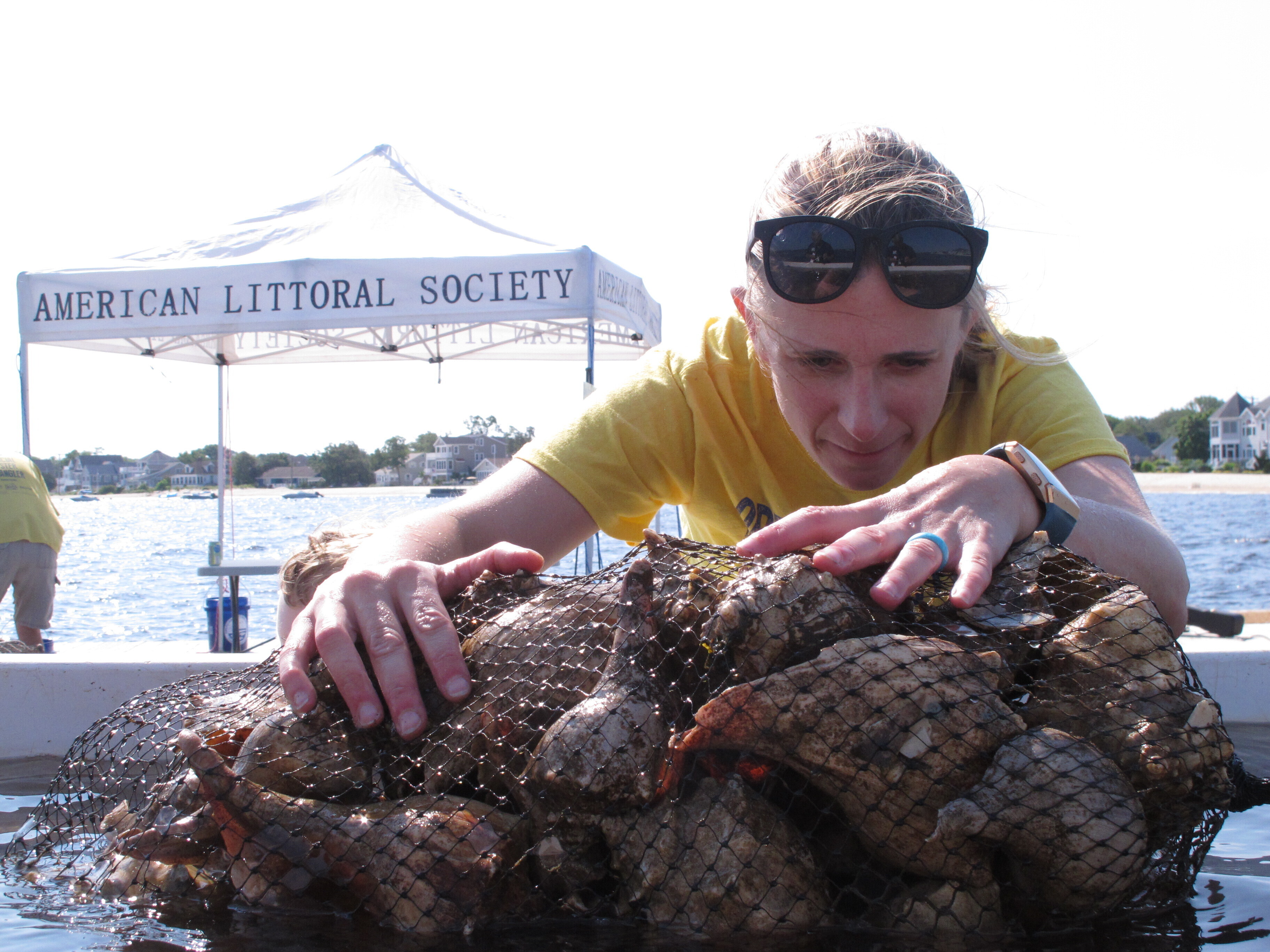Oyster seeding: A 'tangible, physical' way to help the water