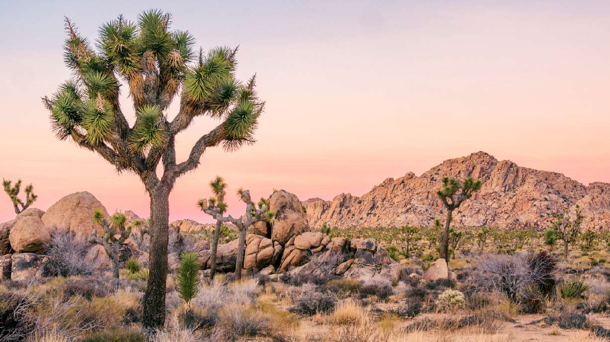 A Utah company wants to pay someone to go to Joshua Tree — if they can give up tech