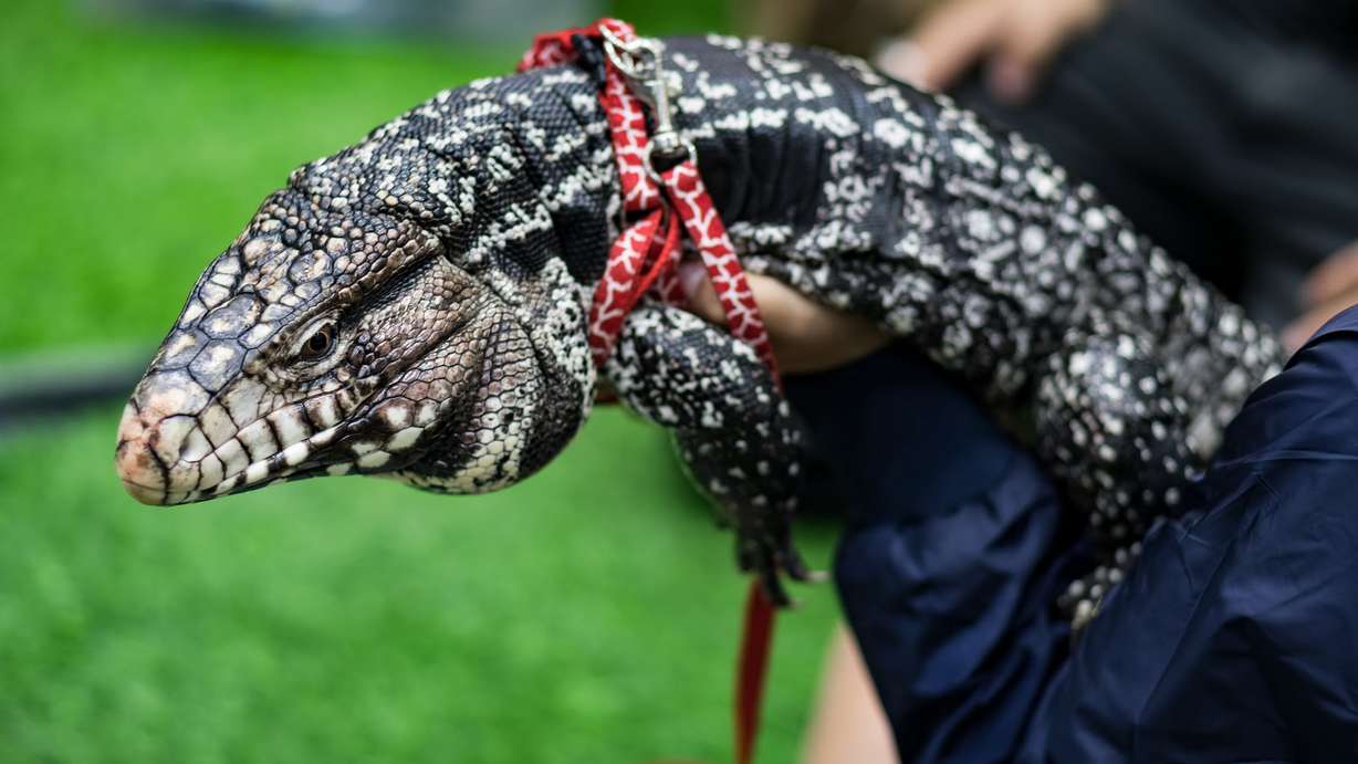 (Photo: SaiArLawKa2, Shutterstock)