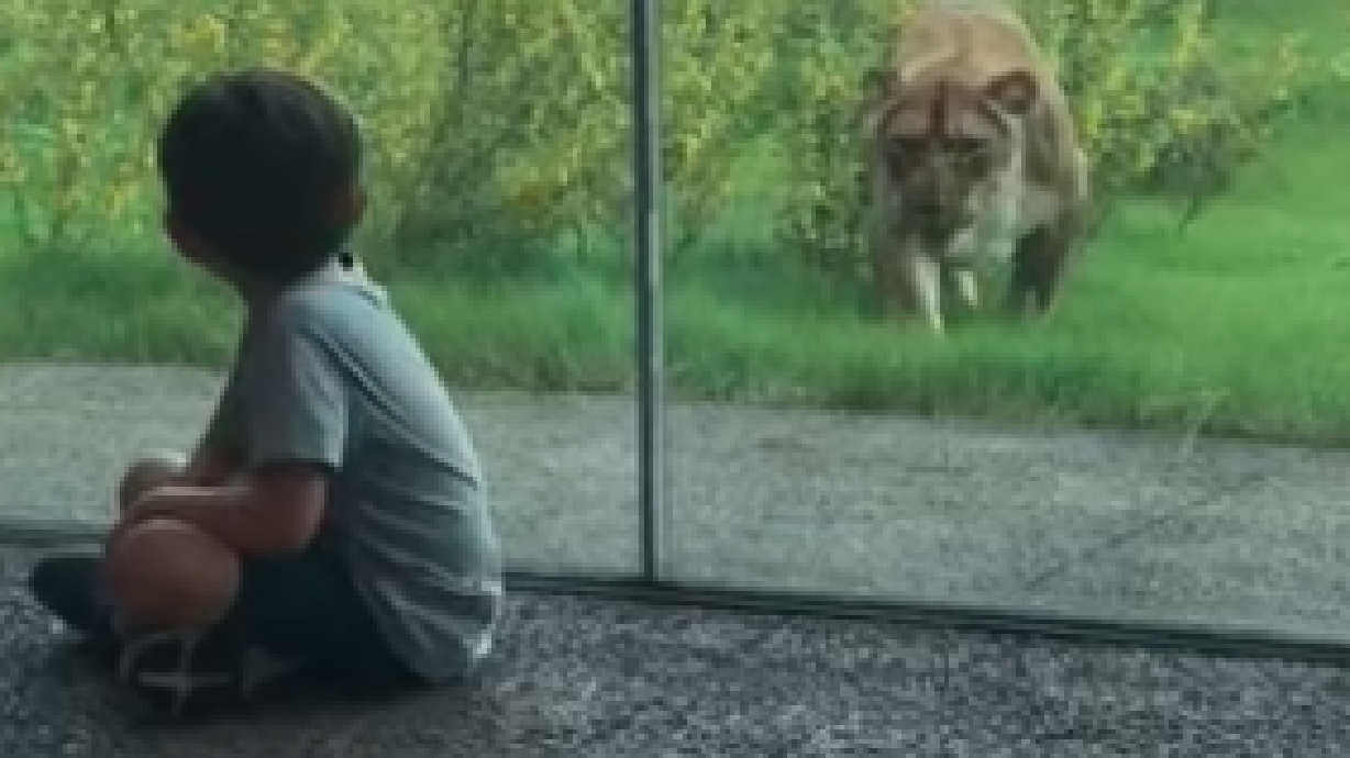 Have You Seen This? Lion is hungry for kiddos