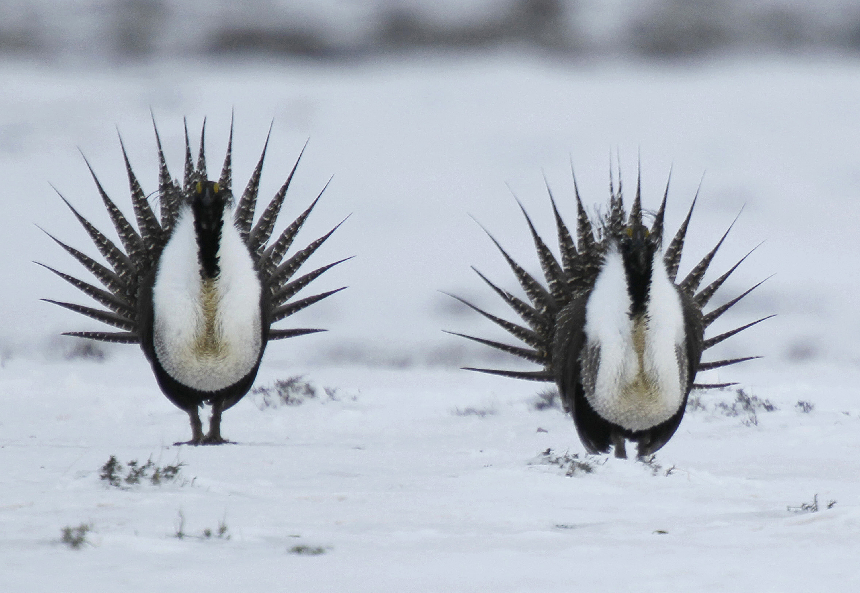 Forest Service wants to trim habitat for sage grouse