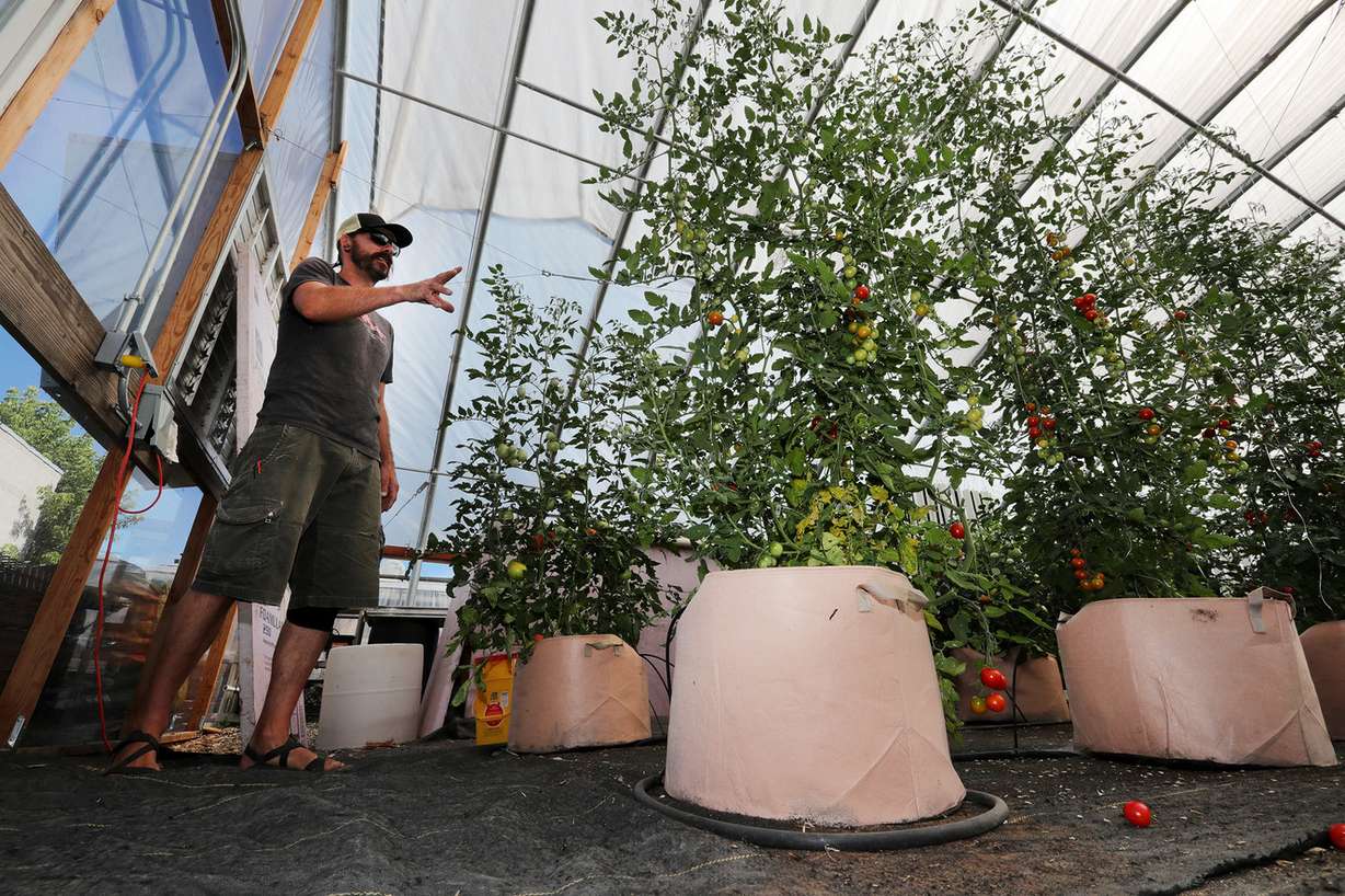 James Loomis, Green Team Farm director for Wasatch Community Gardens in Salt Lake City, shows off vertical growing tomato plants on Monday, July 22, 2019. (Photo: Scott G Winterton, Deseret News)