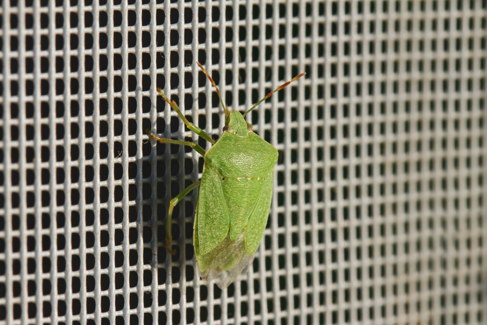 Utah residents report hundreds of stink bugs at gas station