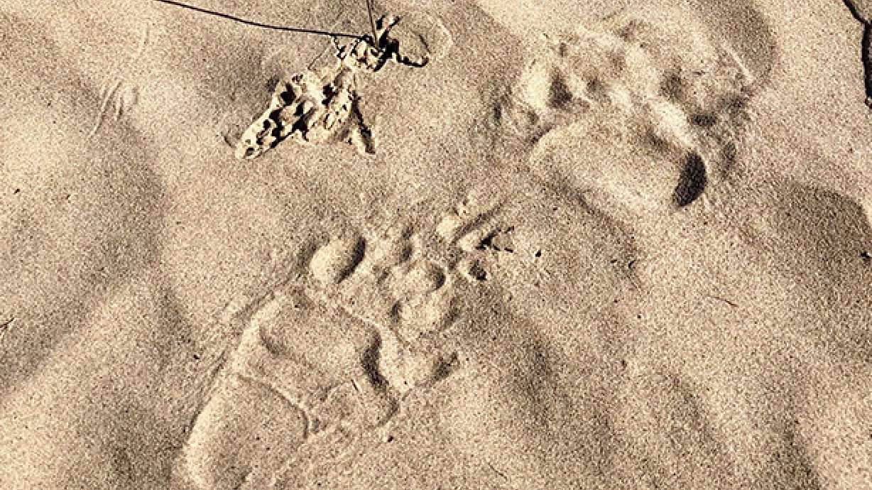 Boy bitten on face by bear in campground near Moab