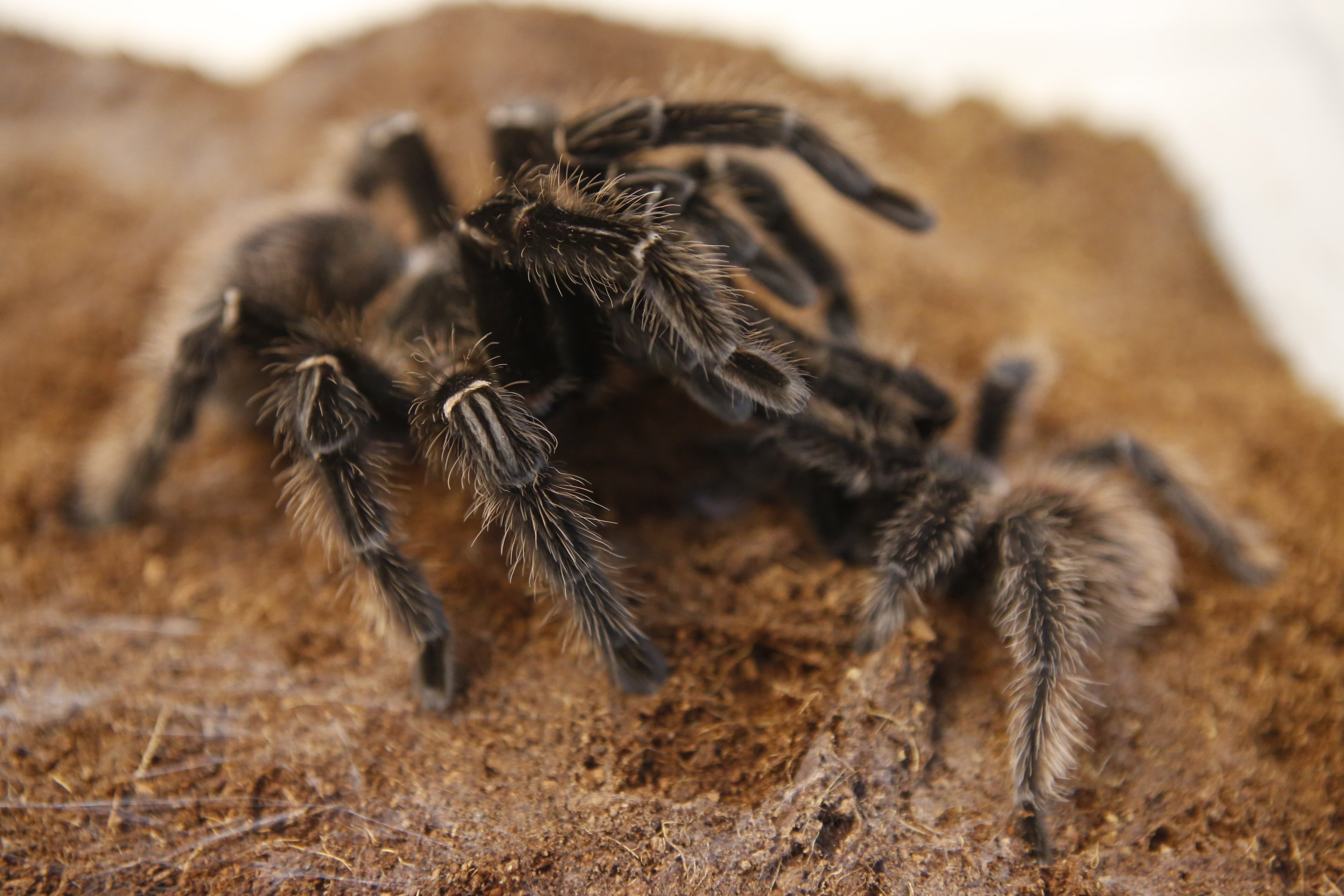 Is that love in the air? Thousands of tarantulas to descend on southeast Colorado in search of mates