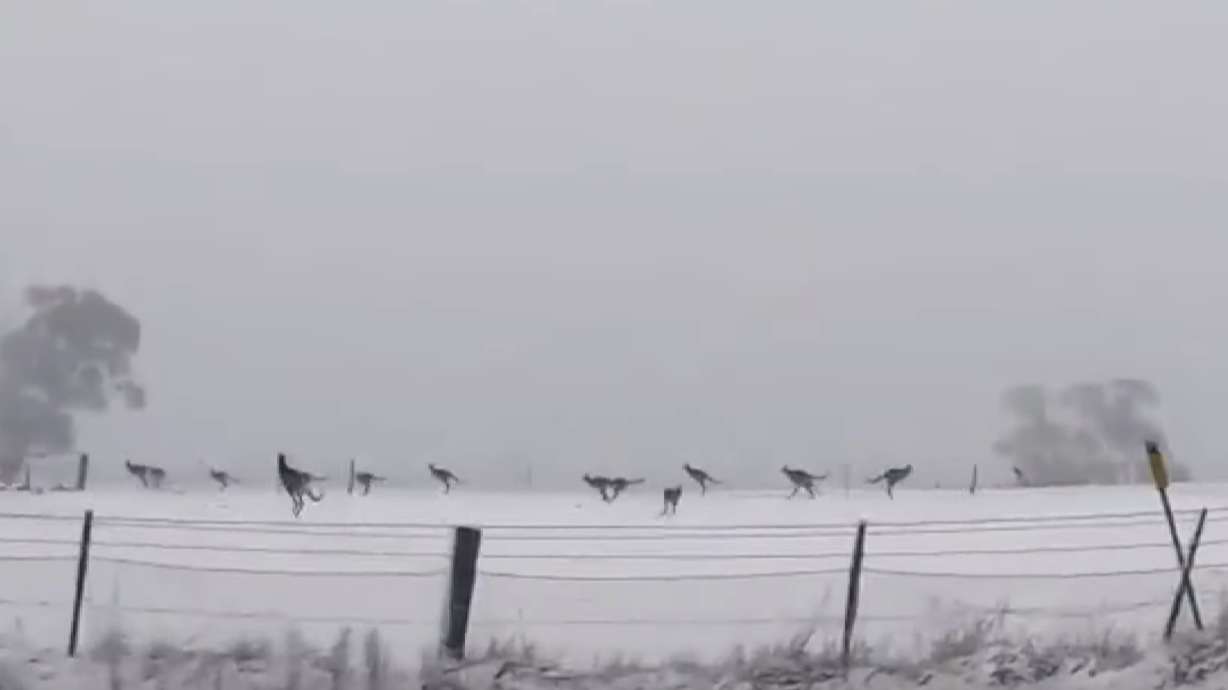 Have You Seen This? Kangaroos go dashing through the snow