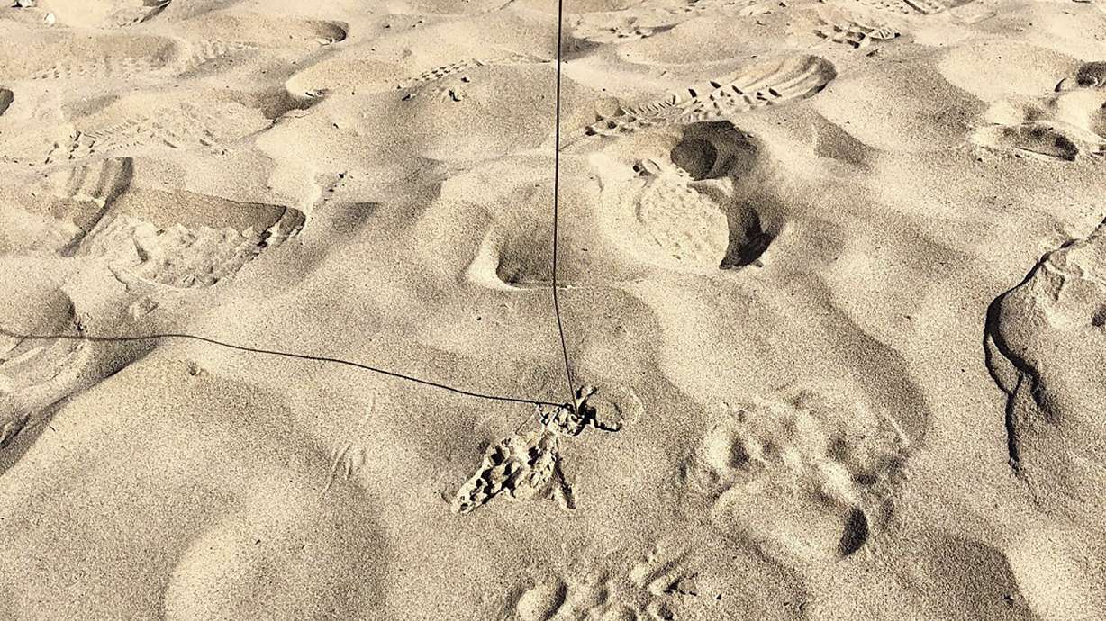 Bear that bit 13-year-old Utah boy found and euthanized