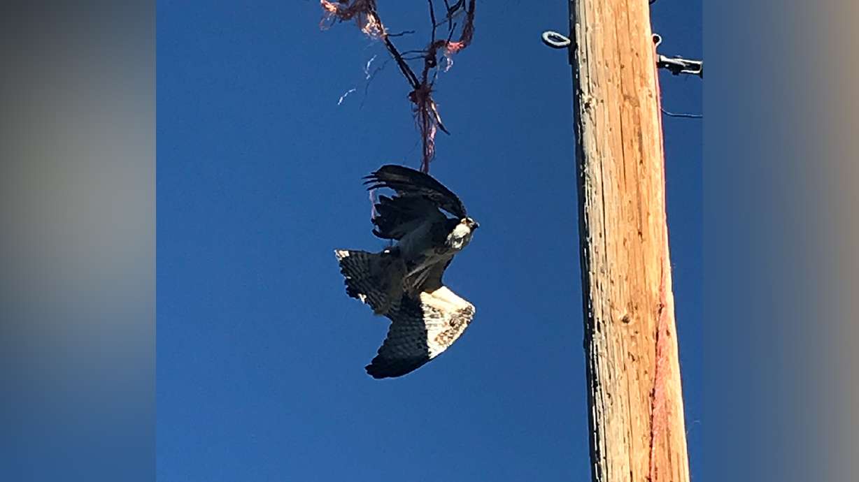 ‘An anomaly’: Osprey dies after being rescued from tangled twine in Summit County