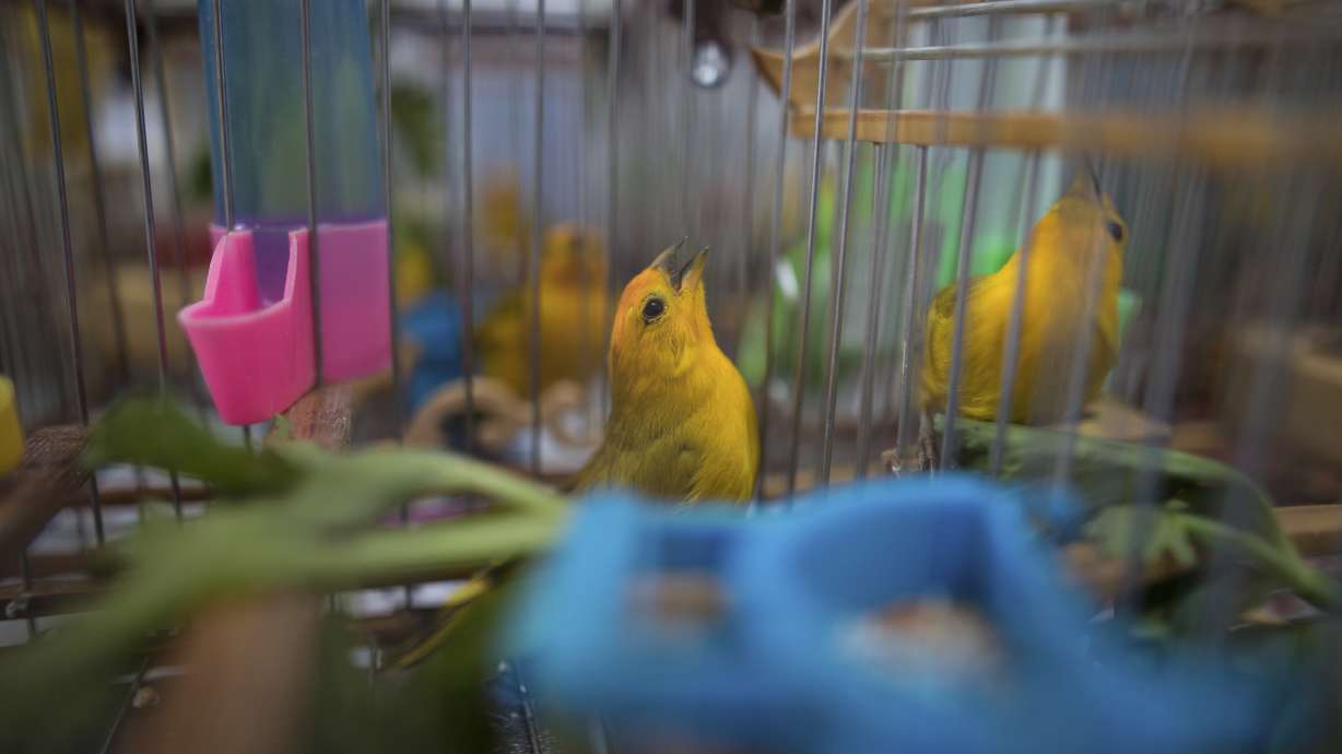 Songbirds silenced as Colombia fights wildlife trafficking