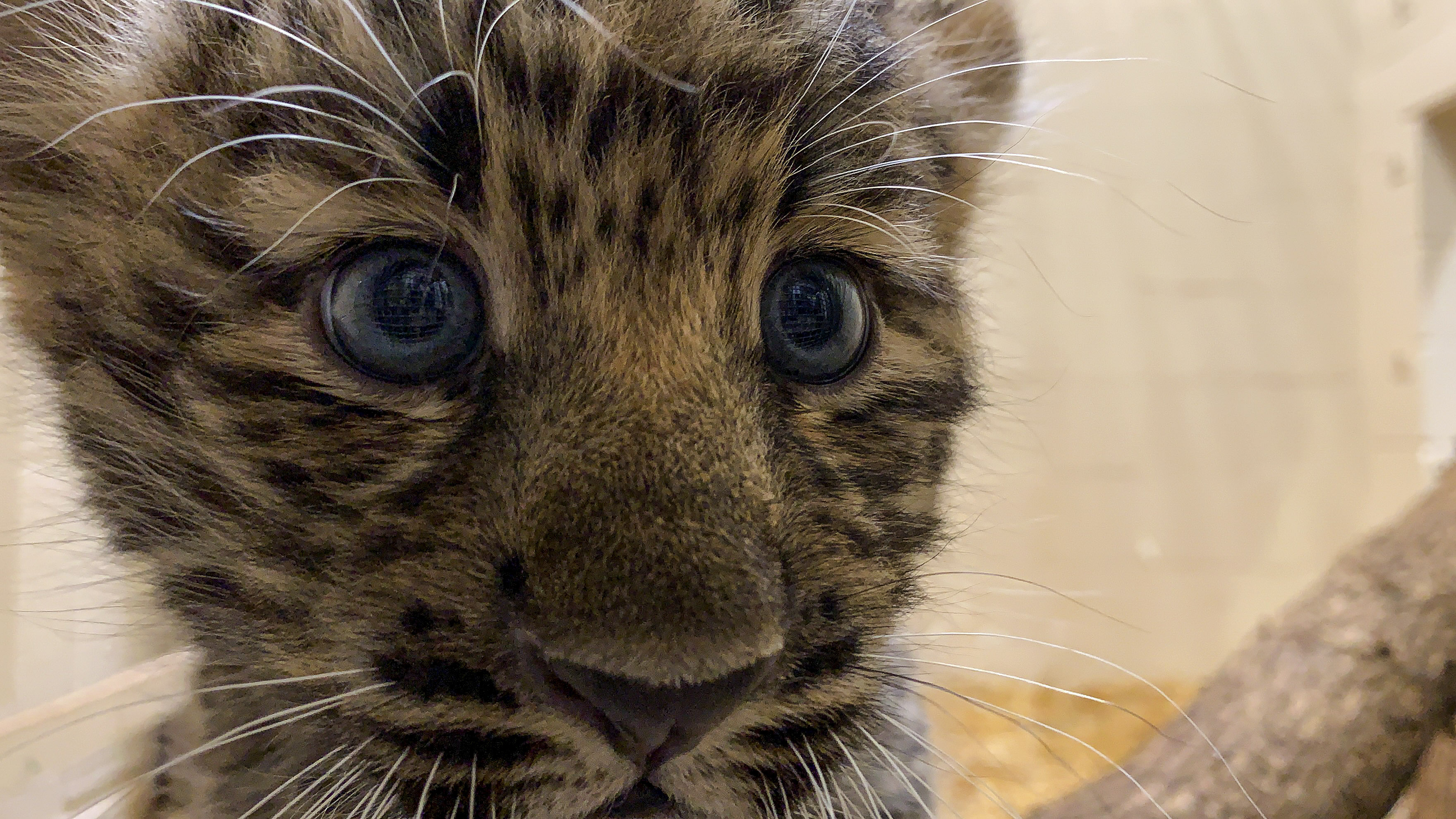 Rare Amur leopard cubs go on view at zoo; no names yet