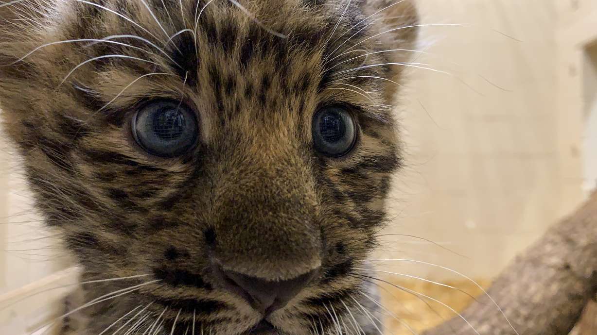 Rare Amur leopard cubs go on view at zoo; no names yet