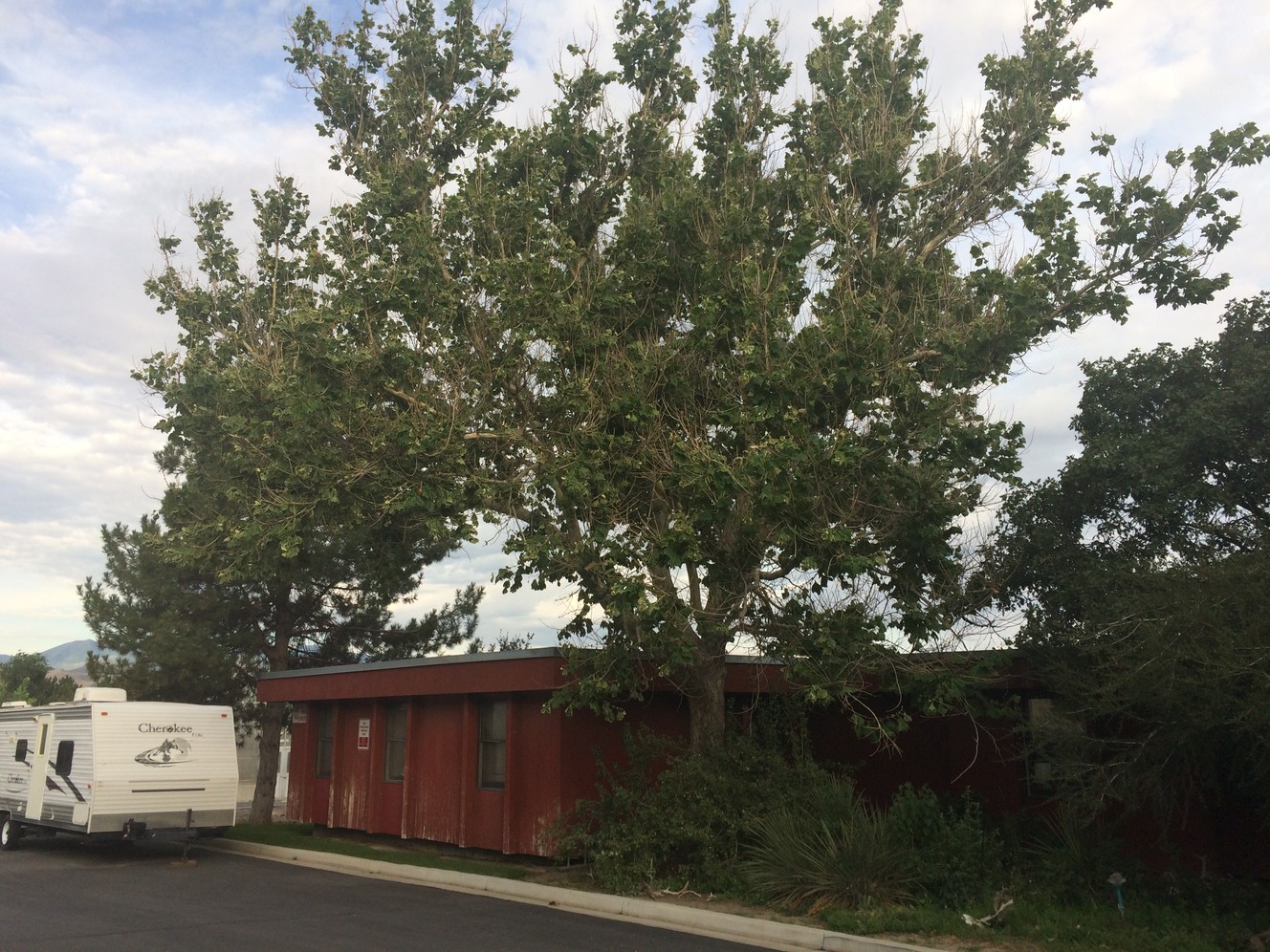 The story behind Utah's lone surviving 'moon tree'