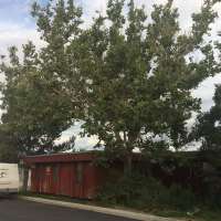 The story behind Utah's lone surviving 'moon tree'