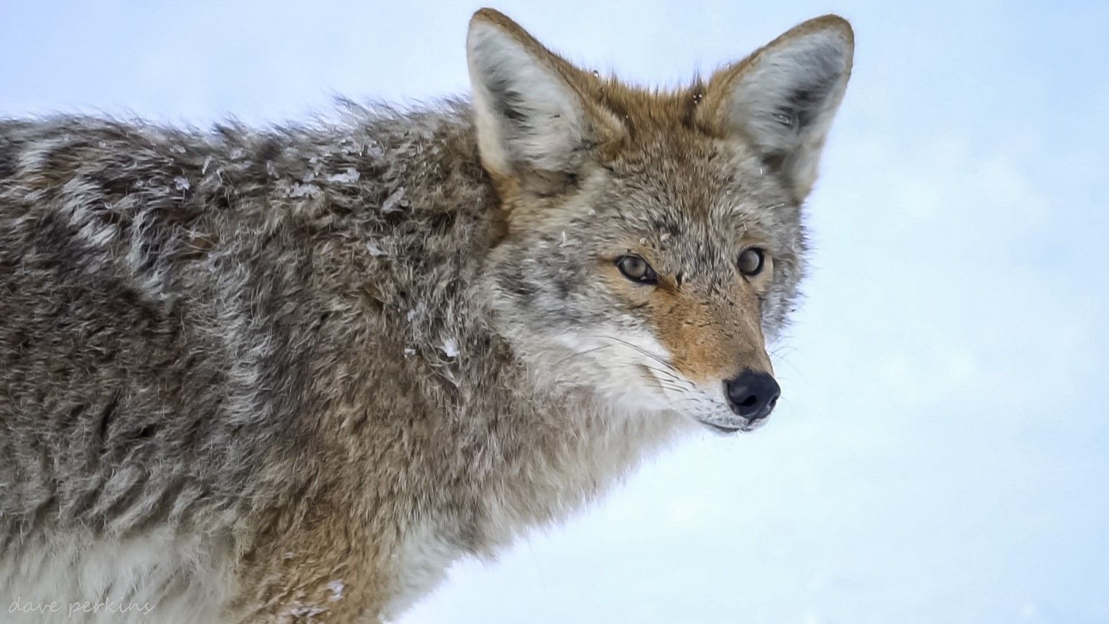 A beginner's guide to hunting coyotes | KSL.com