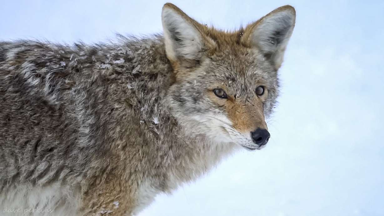 A beginner's guide to hunting coyotes