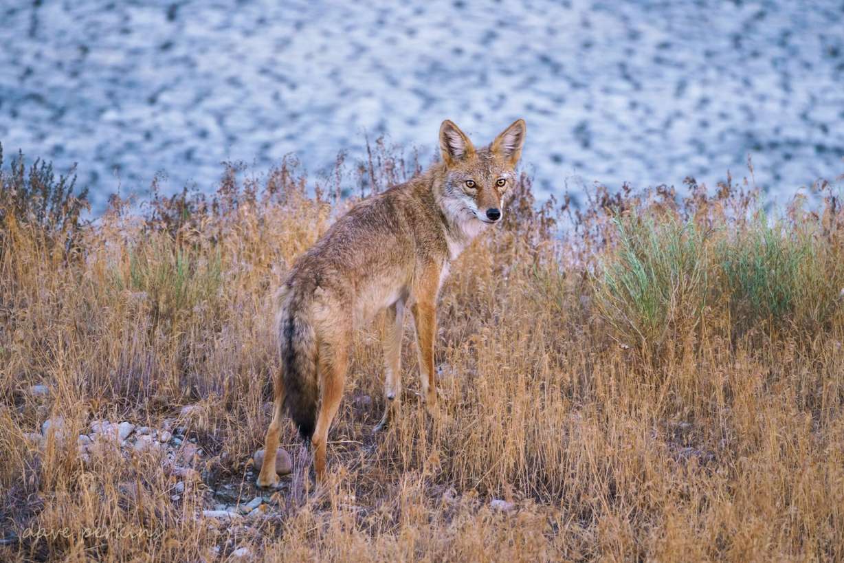 (Photo: Dave Perkins)