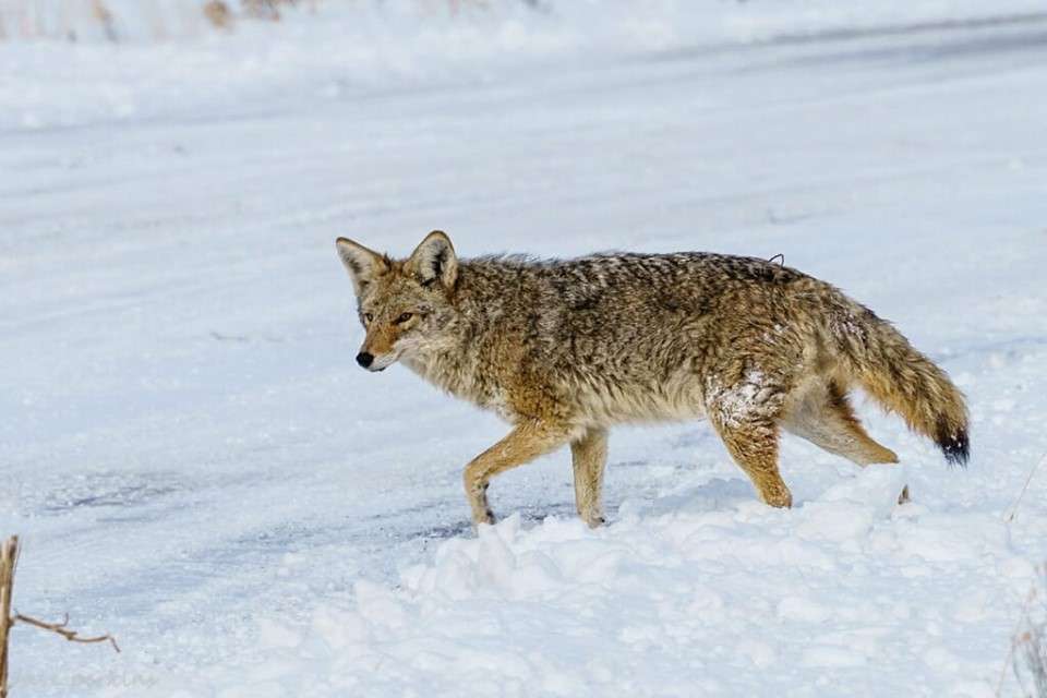 (Photo: Dave Perkins)