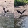 Video shows battle between bald eagle and large muskie in Minnesota