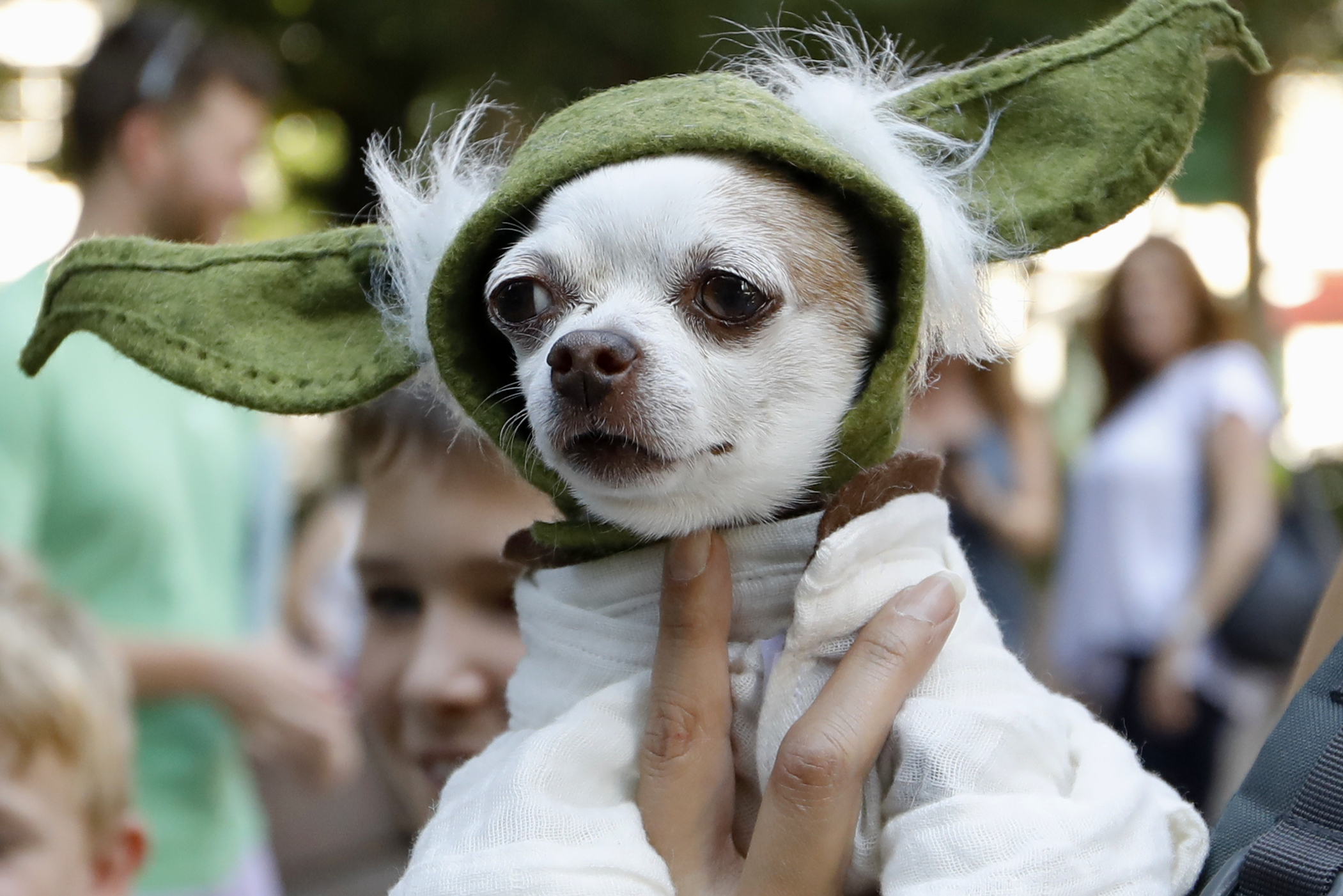 A dog dressed as Yoda from "Star Wars" won the cosplay costume contest award at Doggy Con in Woodruff Park, Saturday, Aug. 17, 2019, in Atlanta. Cosplay is the practice of dressing up like a fictional character. (AP Photo/Andrea Smith)